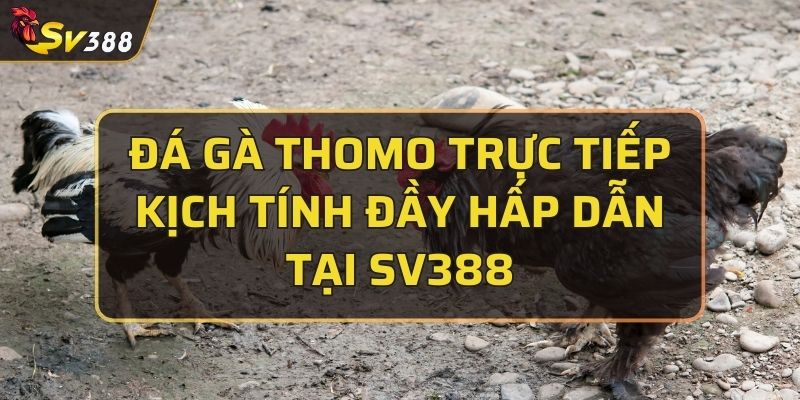 đá gà thomo