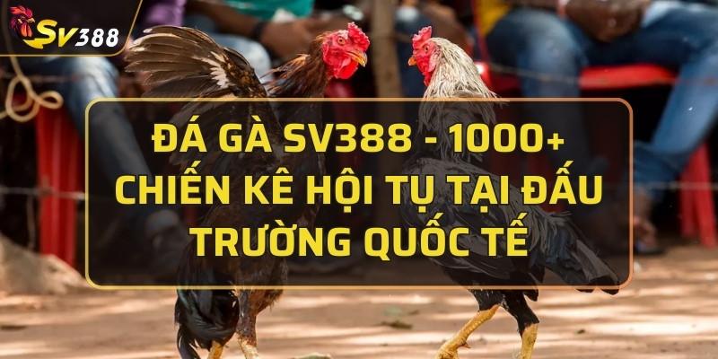 Đá gà SV388