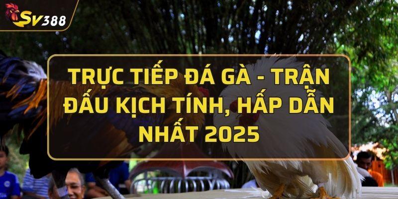 Trực tiếp đá gà