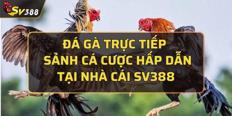 Đá gà trực tiếp