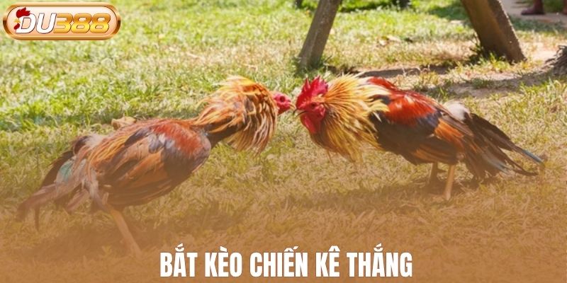 Bắt kèo chiến kê thắng
