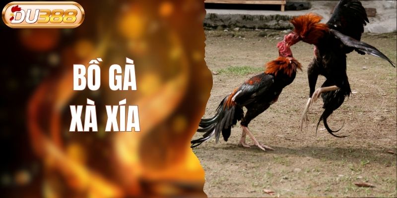 bồ gà xà xía