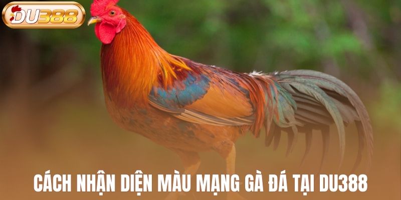 Cách nhận diện màu mạng chiến kê tại DU388