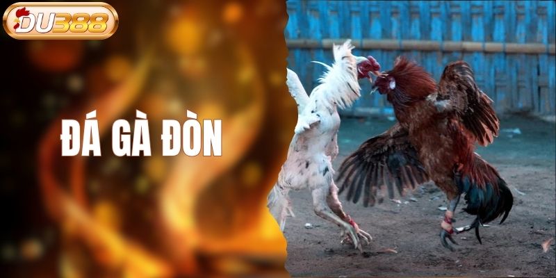 đá gà đòn