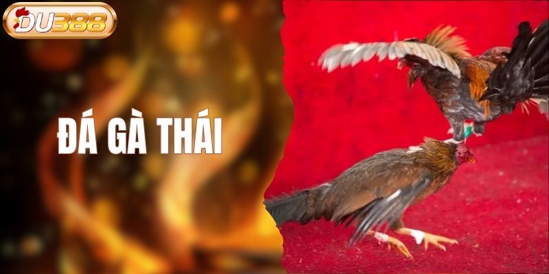 đá gà thái