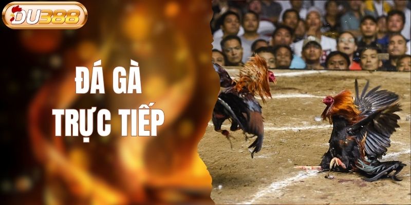 đá gà trực tiếp