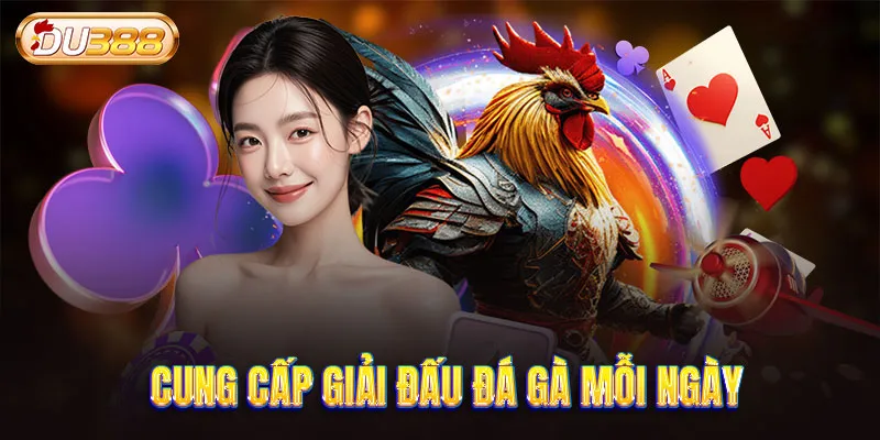 Cung cấp giải đấu đá gà mỗi ngày