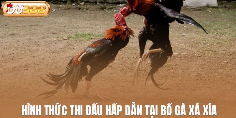 Hình thức thi đấu hấp dẫn tại bồ gà Xà Xía