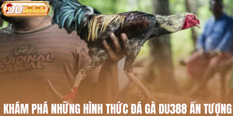 Khám phá những hình thức đá gà DU388 ấn tượng
