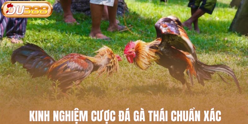 Kinh nghiệm cược đá gà Thái chuẩn xác