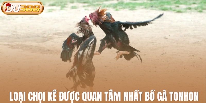 Loại chọi kê được quan tâm nhất bồ gà Tonhon