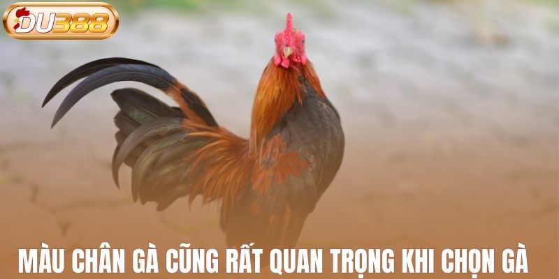Màu chân gà cũng rất quan trọng khi chọn gà chiến