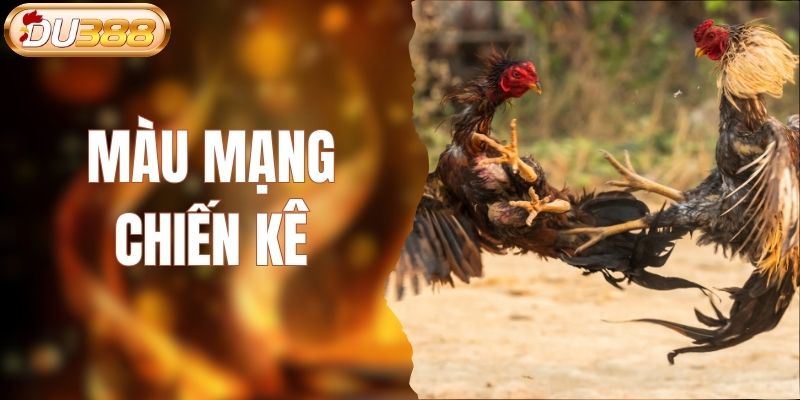 màu mạng chiến kê