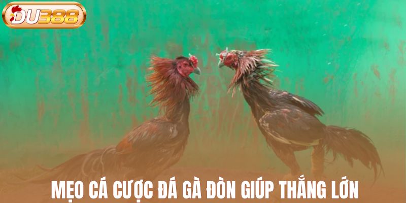 Mẹo cá cược đá gà đòn giúp thắng lớn