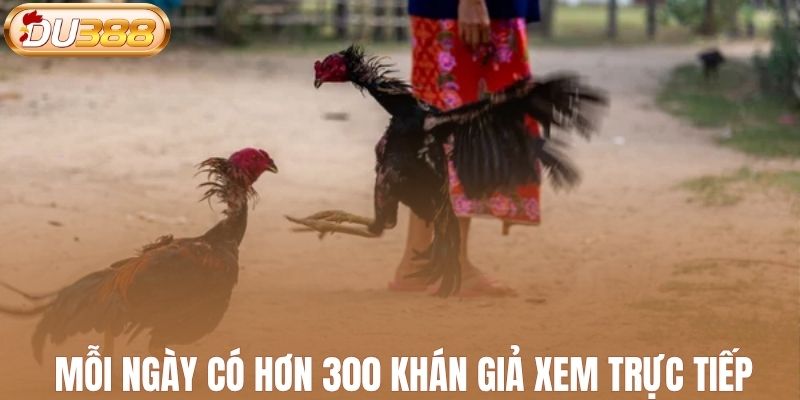 Mỗi ngày có hơn 300 khán giả xem trực tiếp