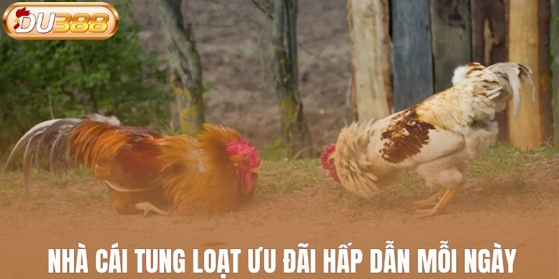 Nhà cái tung loạt ưu đãi hấp dẫn mỗi ngày