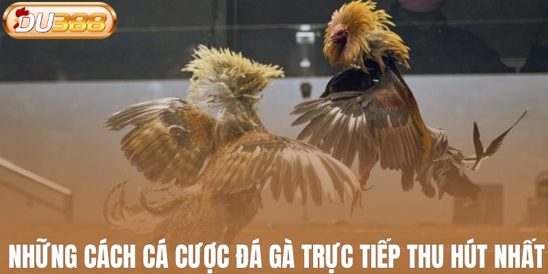 Những cách cá cược đá gà trực tiếp thu hút nhất