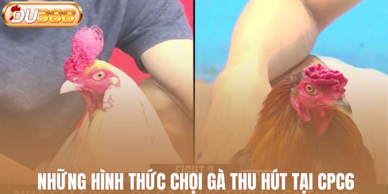 Những hình thức chọi gà thu hút tại CPC6
