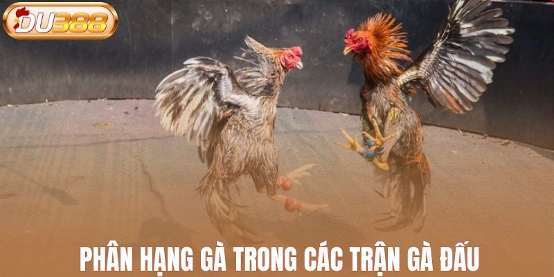 Phân hạng gà trong các trận gà đấu