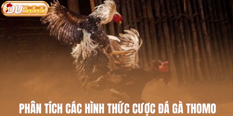 Phân tích các hình thức cược đá gà Thomo