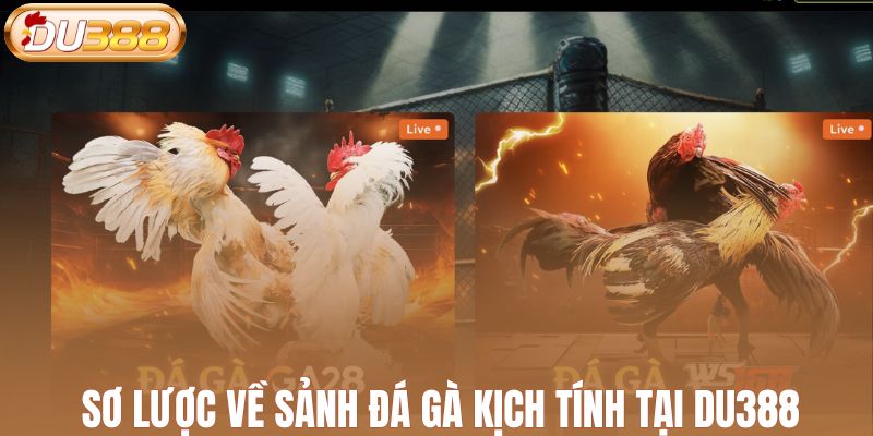 Sơ lược về sảnh đá gà kịch tính tại DU388
