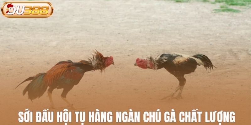 Sới đấu hội tụ hàng ngàn chú gà chất lượng