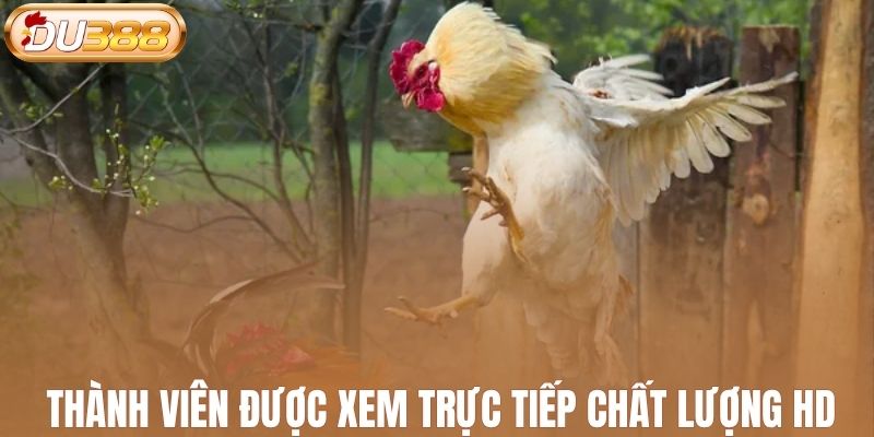 Thành viên được xem chọi kê trực tiếp chất lượng HD