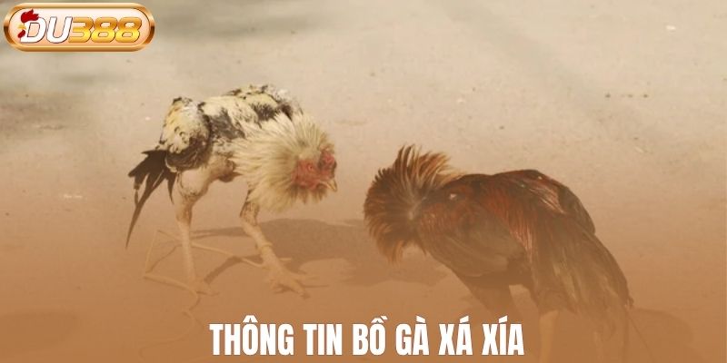 Thông tin bồ gà Xá Xía