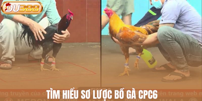 Tìm hiểu sơ lược bồ gà CPC6