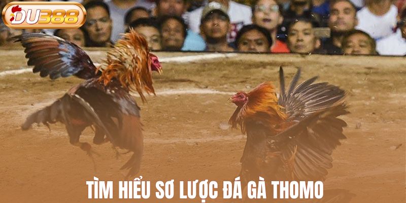 Tìm hiểu sơ lược đá gà Thomo