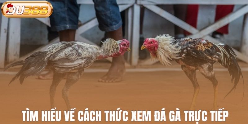 Tìm hiểu về cách thức xem đá gà trực tiếp