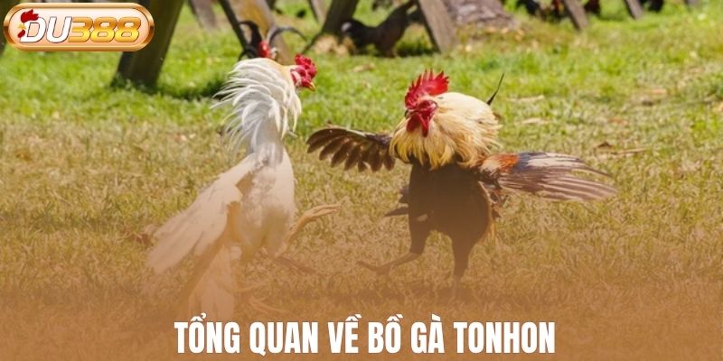 Tổng quan về bồ gà Tonhon