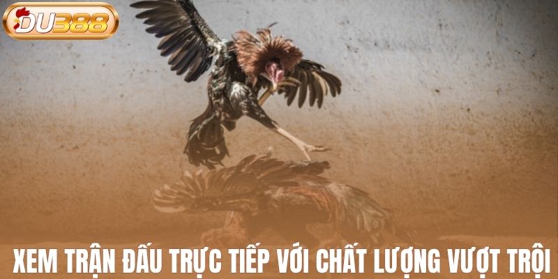 Xem trận đấu trực tiếp với chất lượng vượt trội